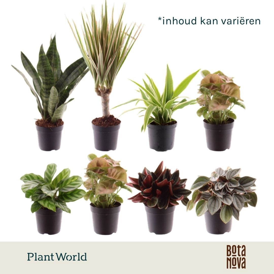 keen-on-green-mix-colorado-7-cm-15cm-7cm-pot