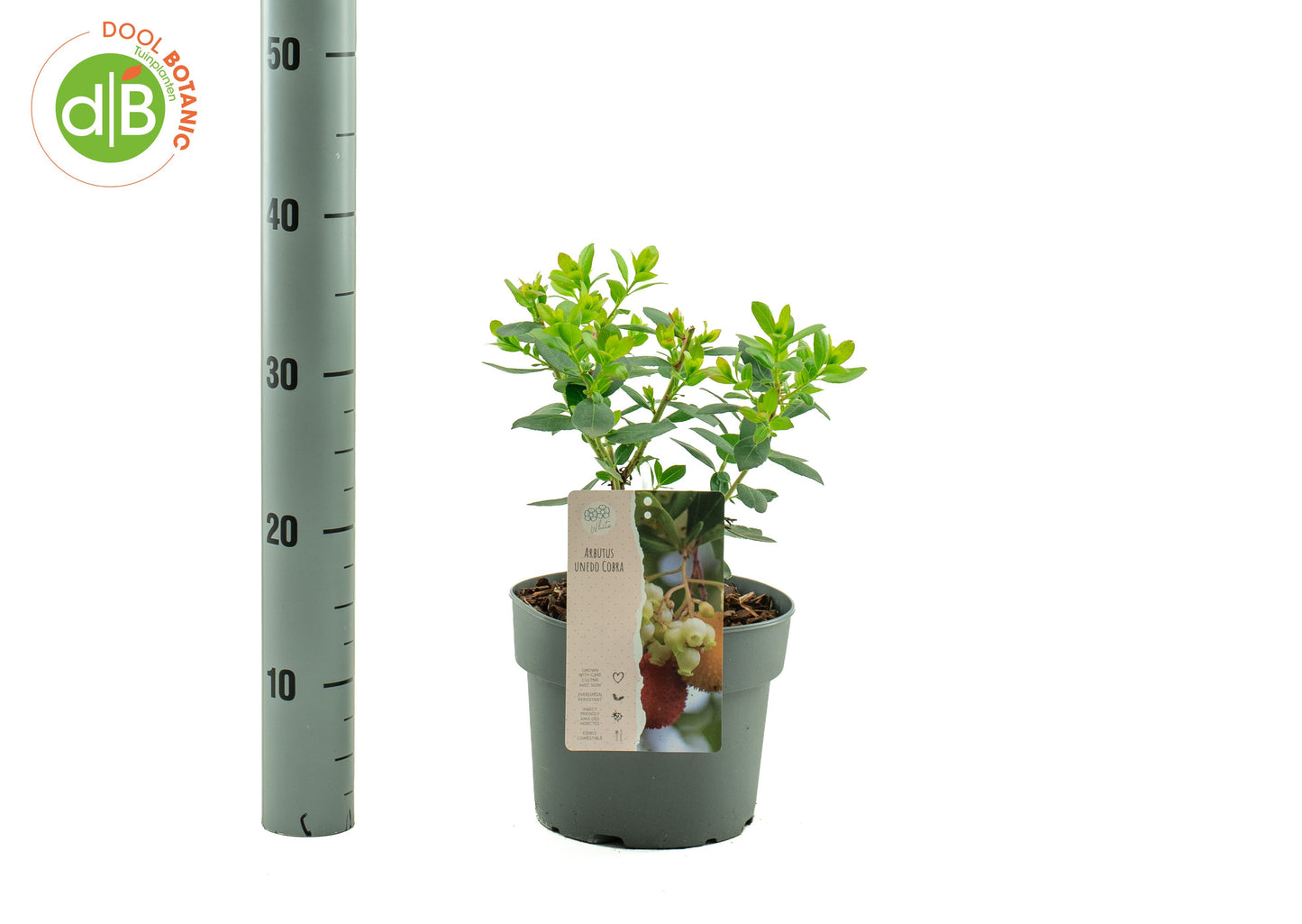 Dool Botanic Arbutus unedo Pack of 1