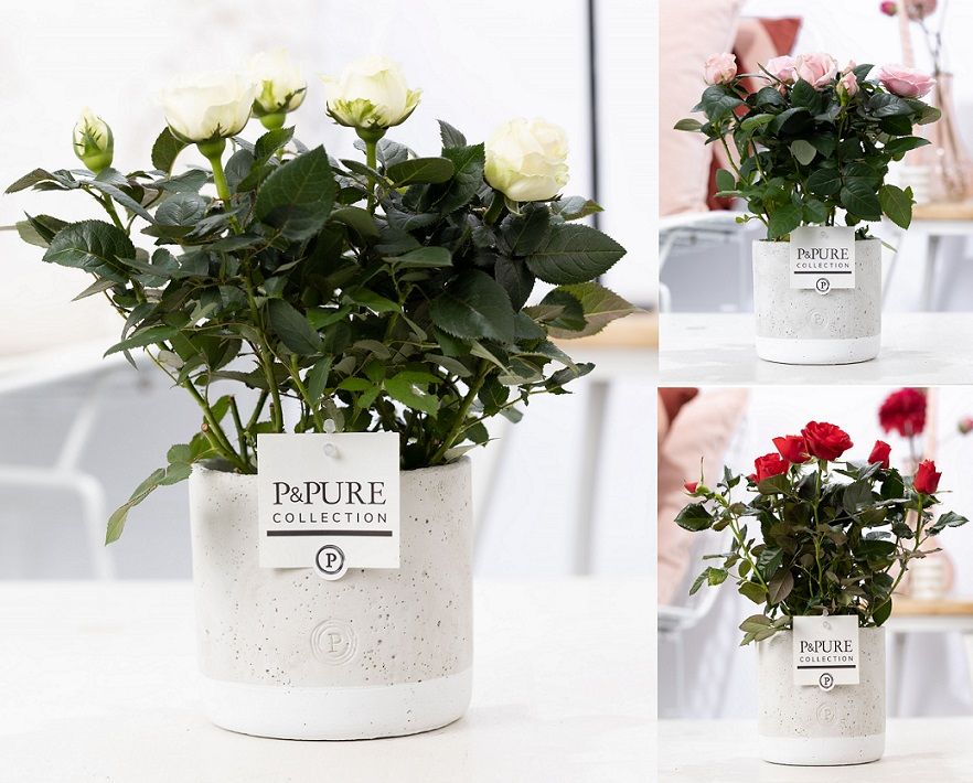 Rosa Beau Monde mix 28cm 12cm Pot