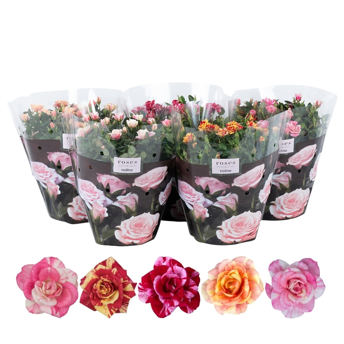 Nolina Kwekerijen Roses Victory mix Pack of 2