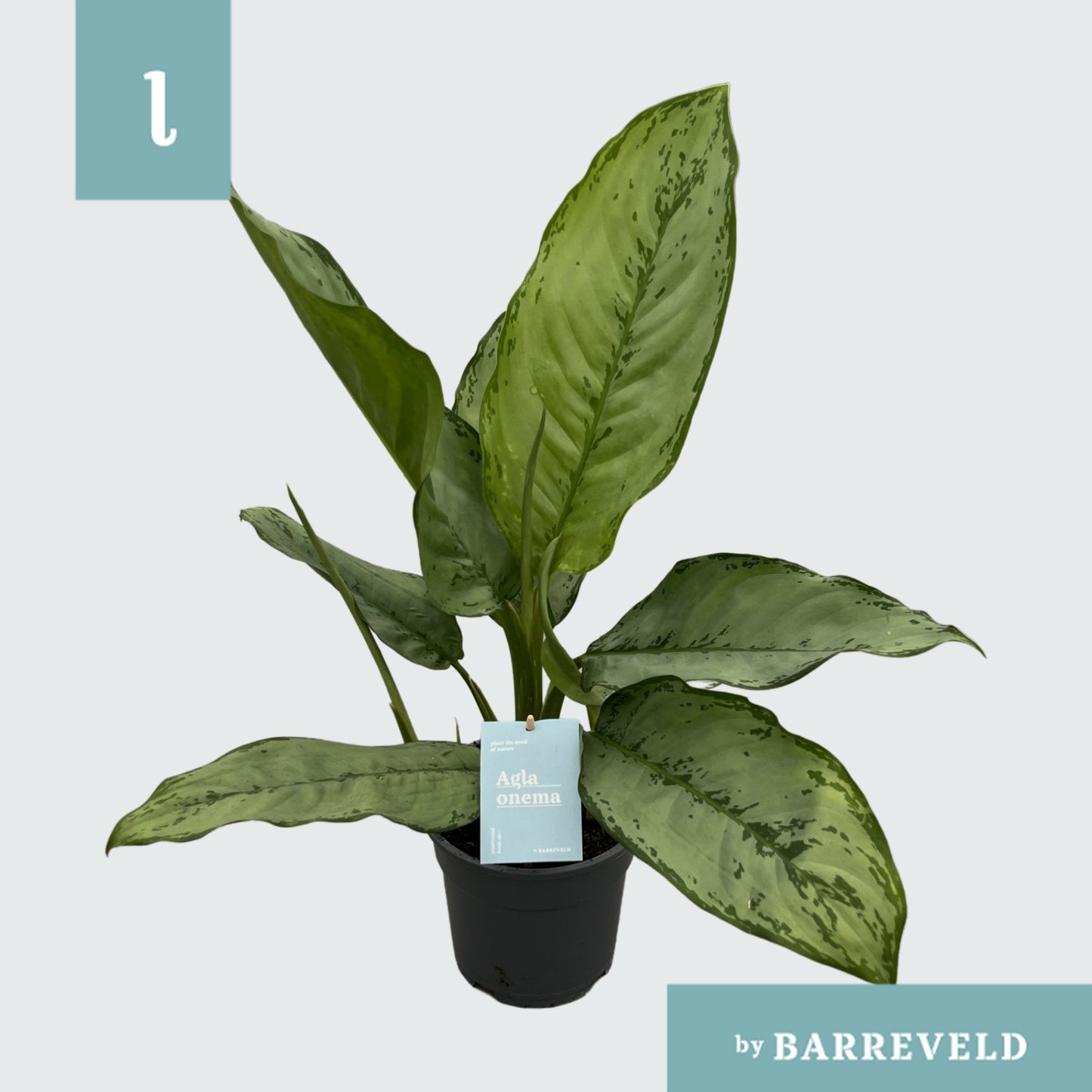 Aglaonema B.J. Freedman 65cm 17cm Pot