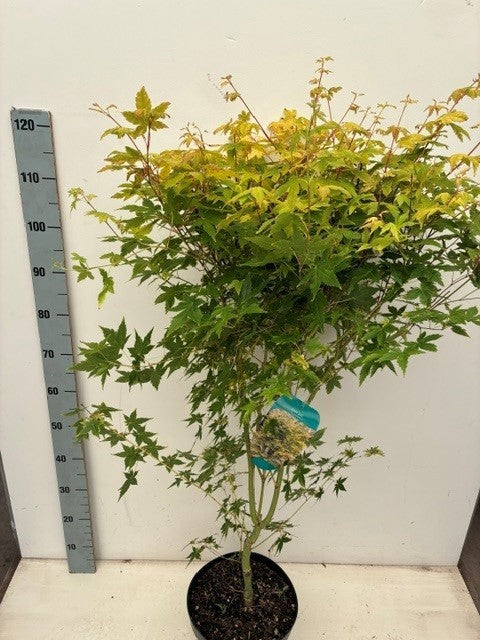 Acer Sangokaku 80cm 26cm Pot