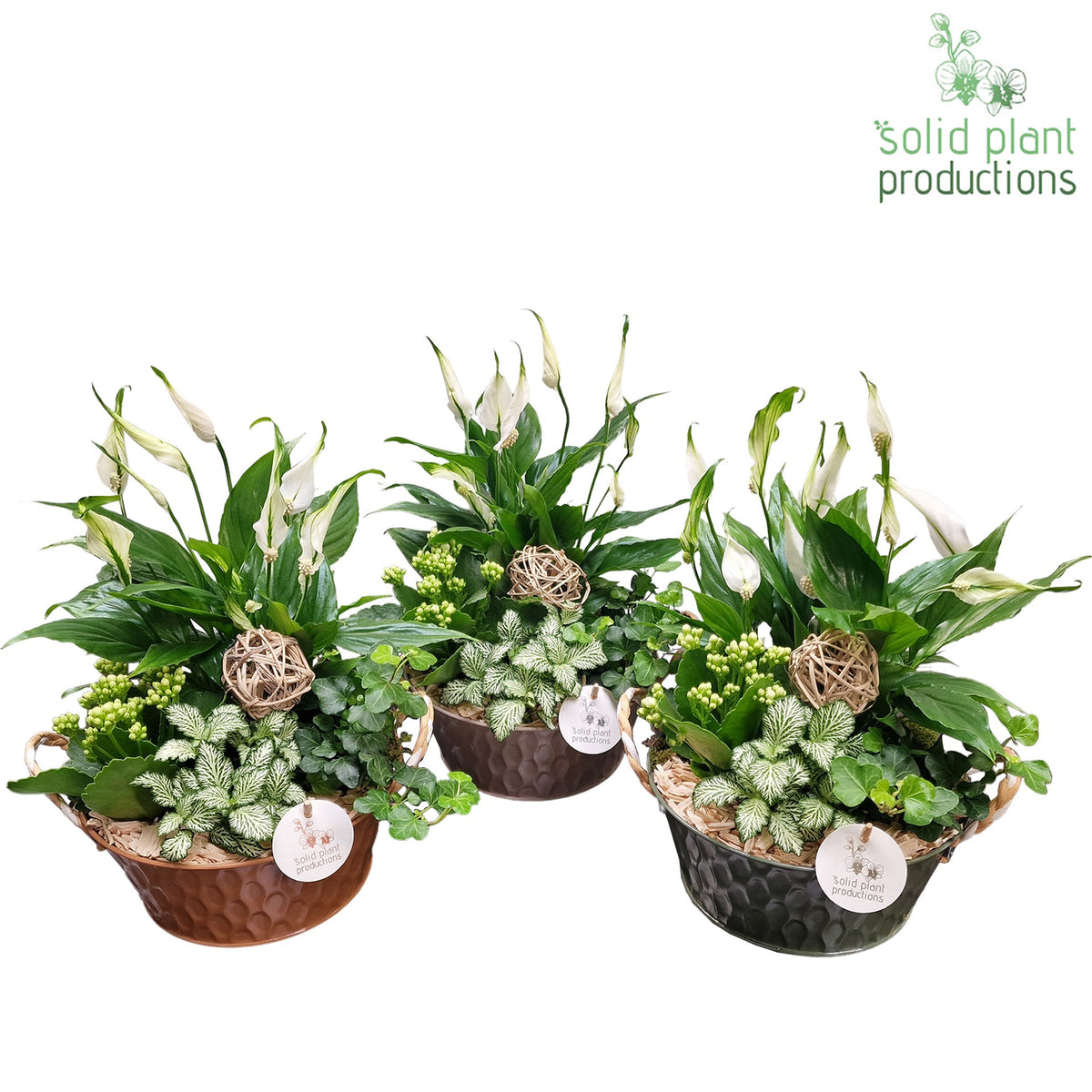 SP016 Miami 36cm 21cm Pot