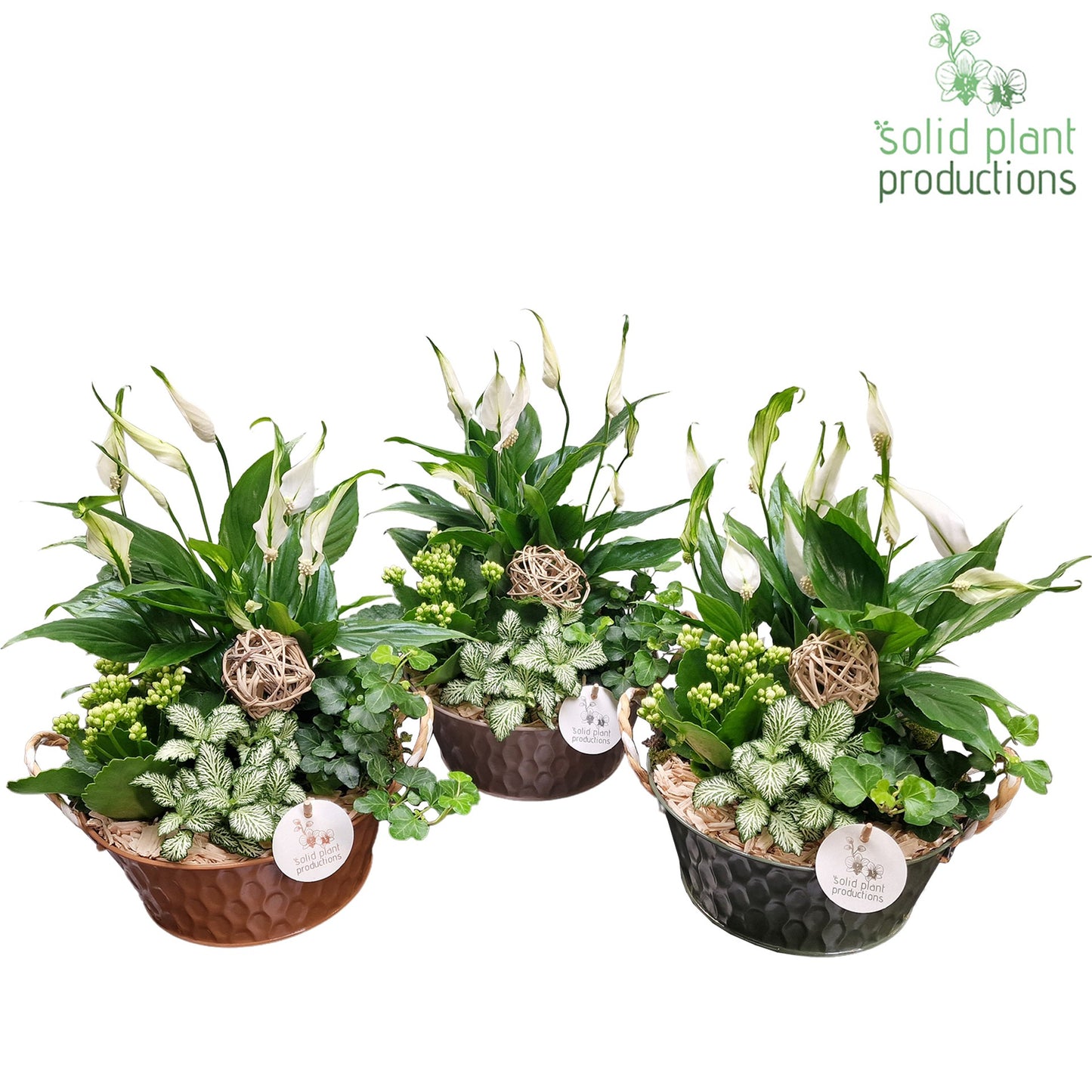 Solid Plant Productions SP016 Miami Pack of 3