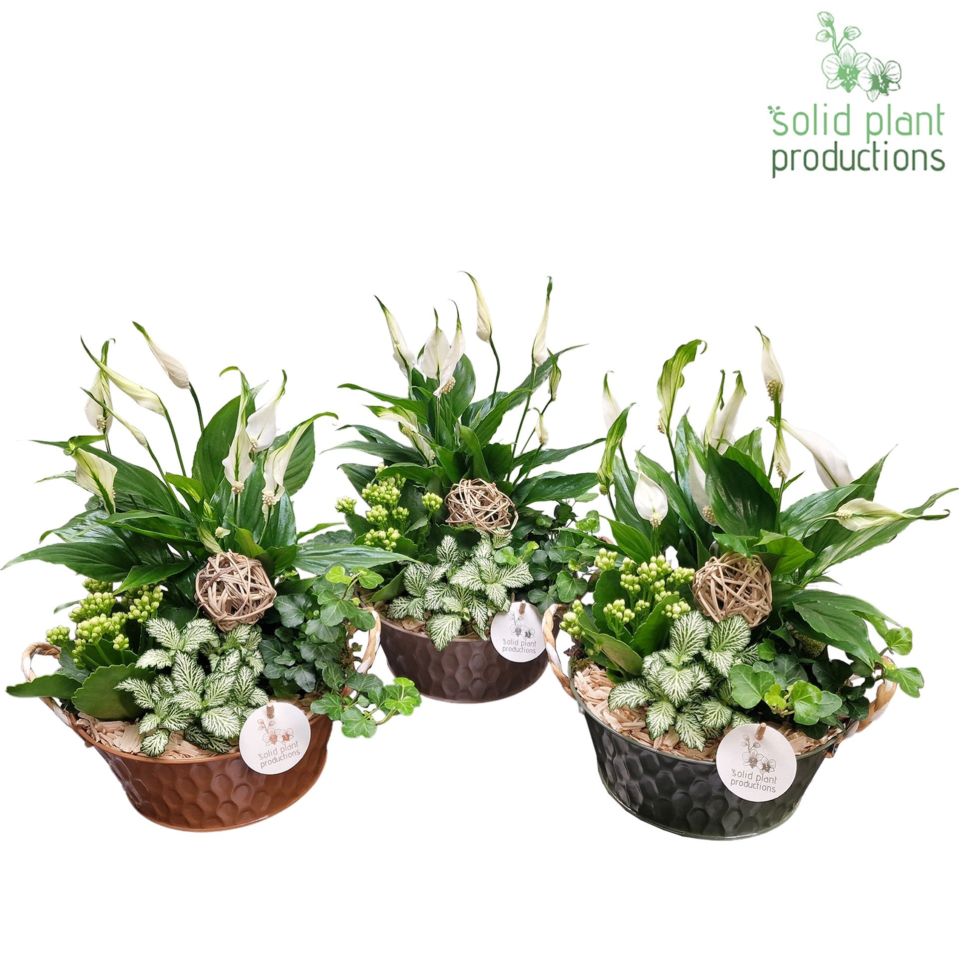 Solid Plant Productions SP016 Miami Pack of 3