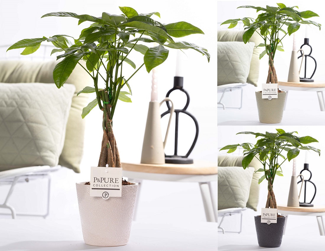 Pachira aquatica 45cm 12cm Pot