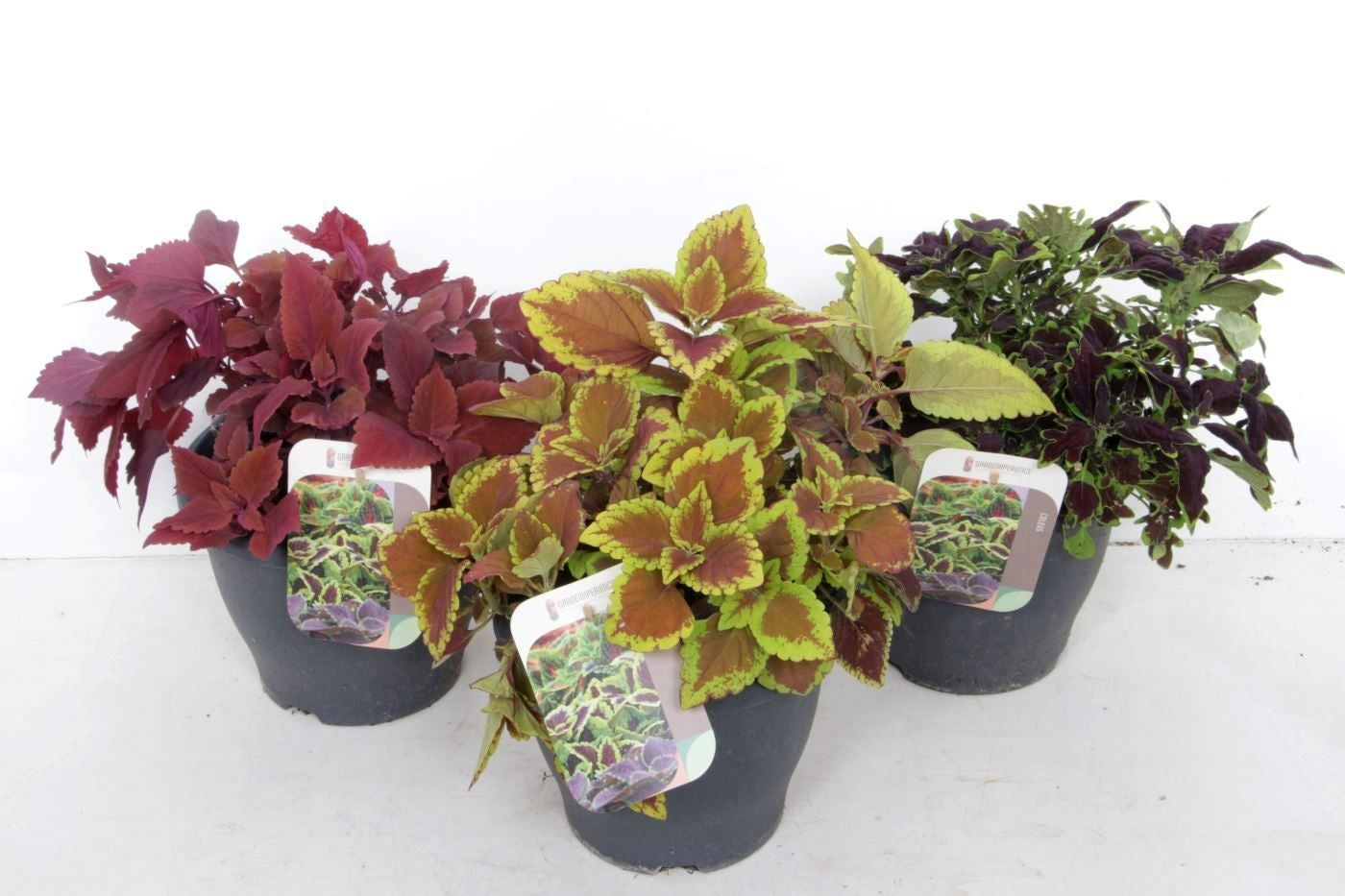 Noordpoel BV, Kw. de Coleus mix Pack of 1