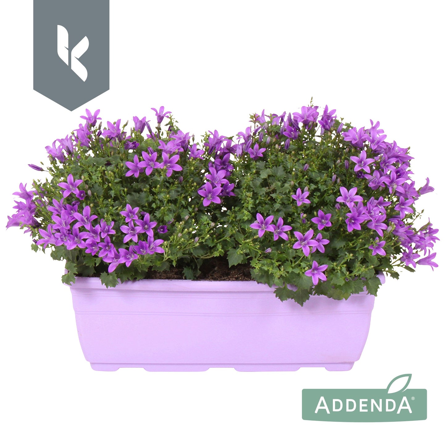 Campanula Ambella Intense purple balcony planter 22cm 27cm Pot