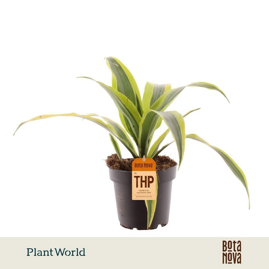Plantworld Jogrow Dracaena fragrans Lemon Lime Pack of 10
