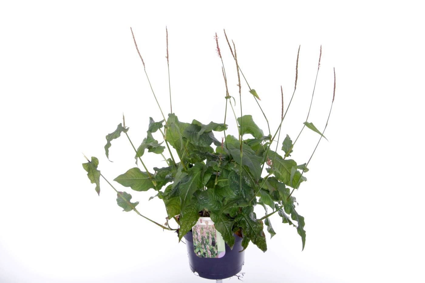 Persicaria amp. Rosea 65cm 17cm Pot