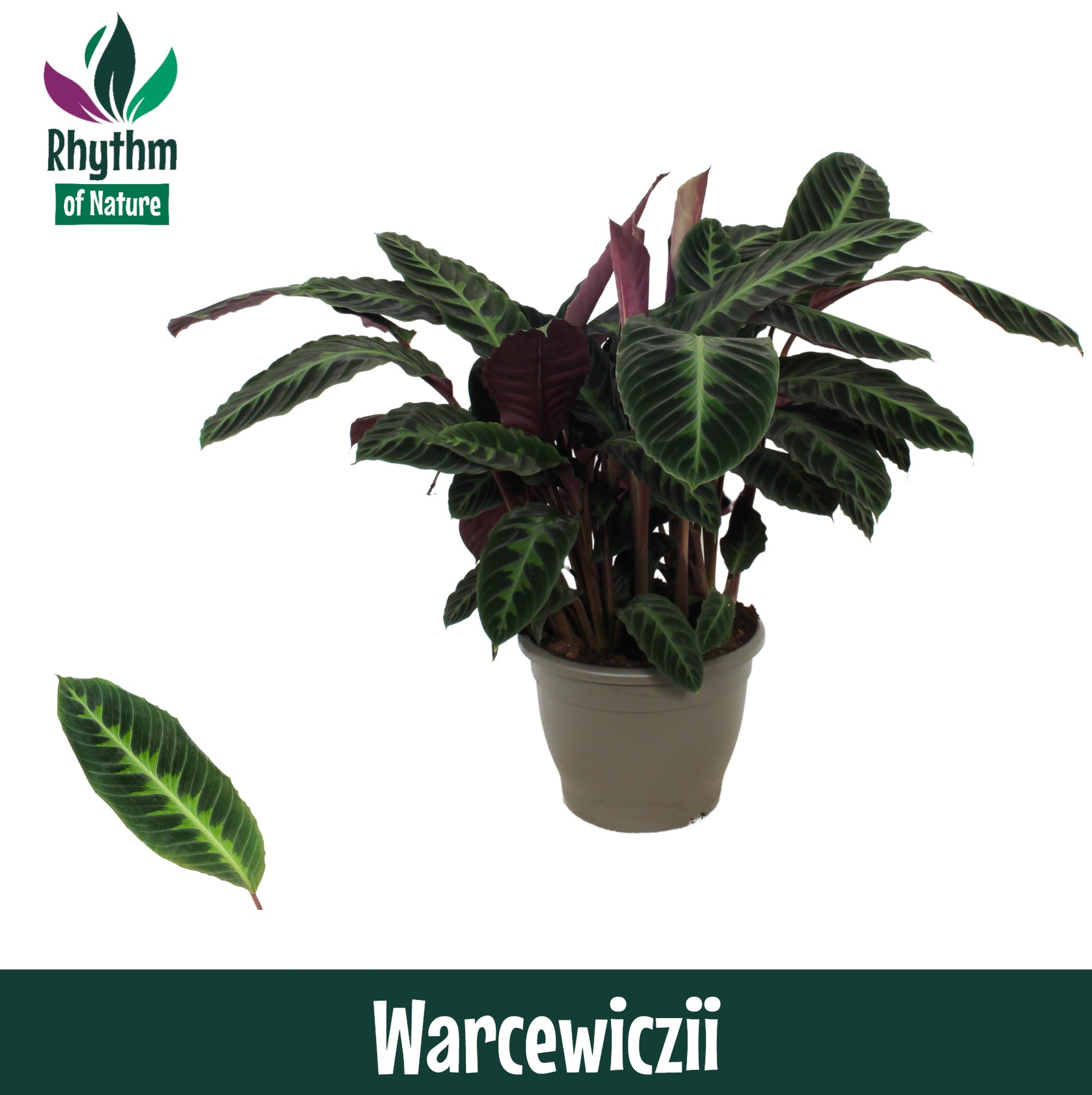 Calathea Warscewiczii 85cm 32cm Pot