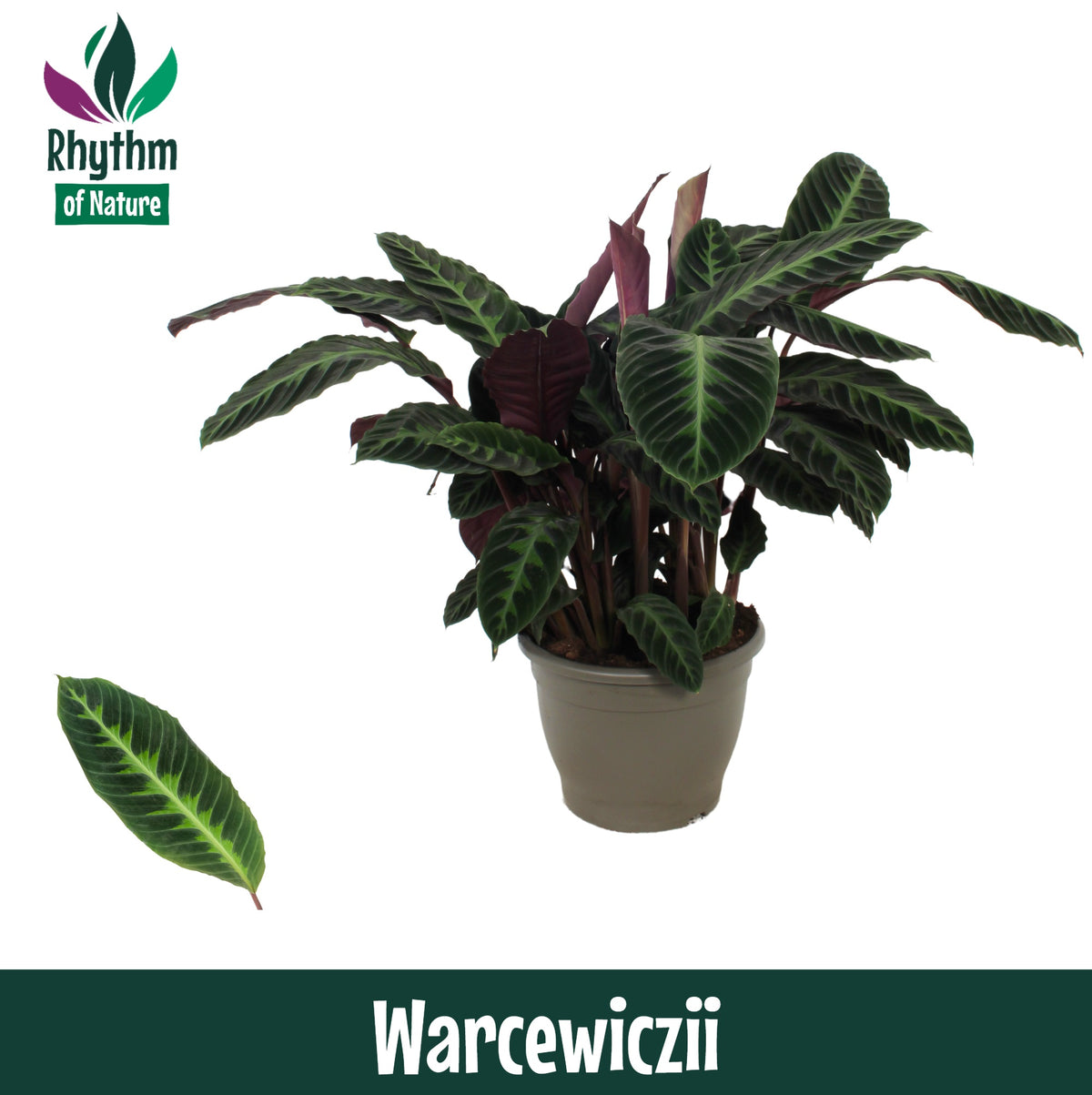 Calathea Warscewiczii 85cm 32cm Pot