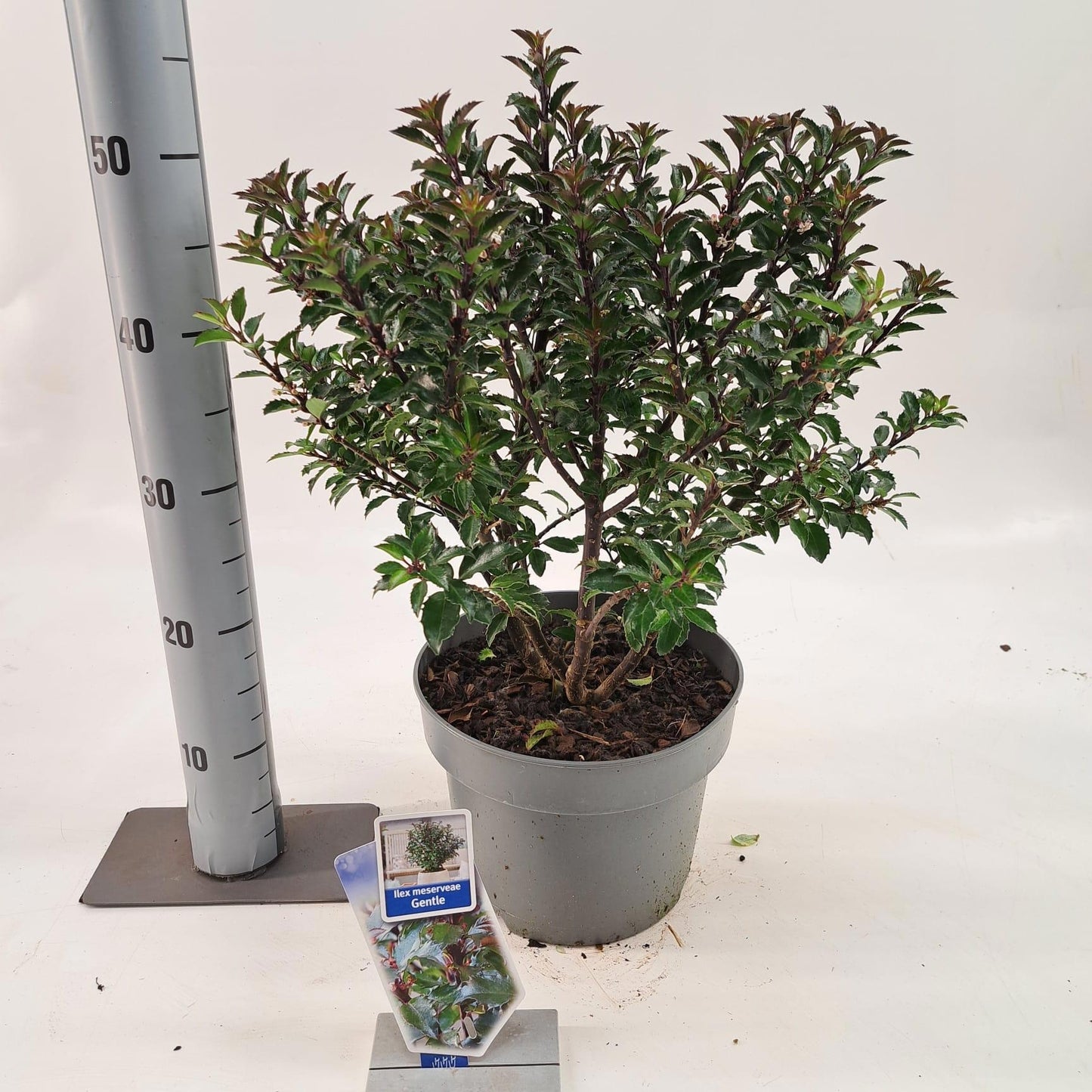 Ilex meserveae 50cm 23cm Pot