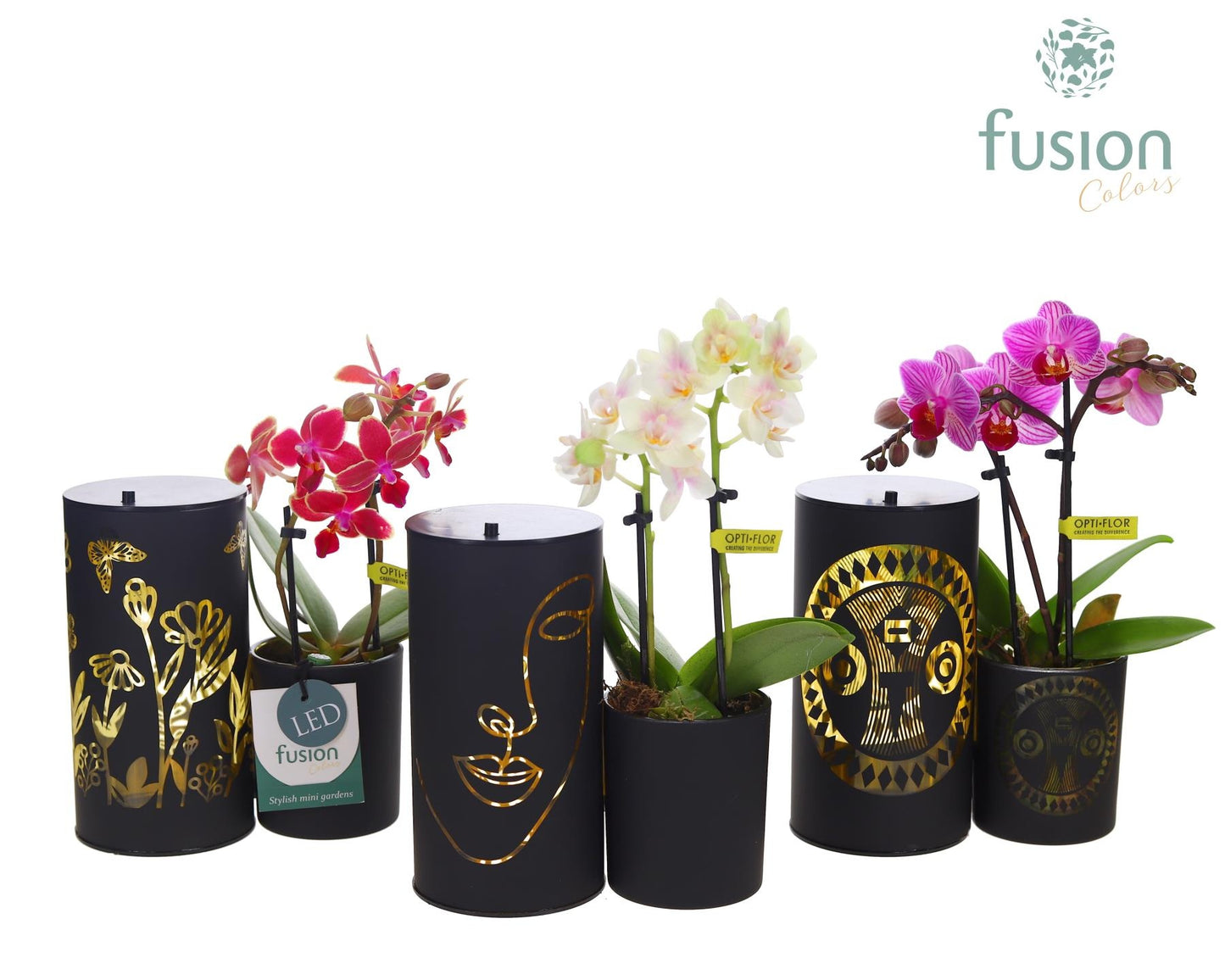 Fusioncolors BV Glas LED Duo met Phalaenopsis Pack of 7