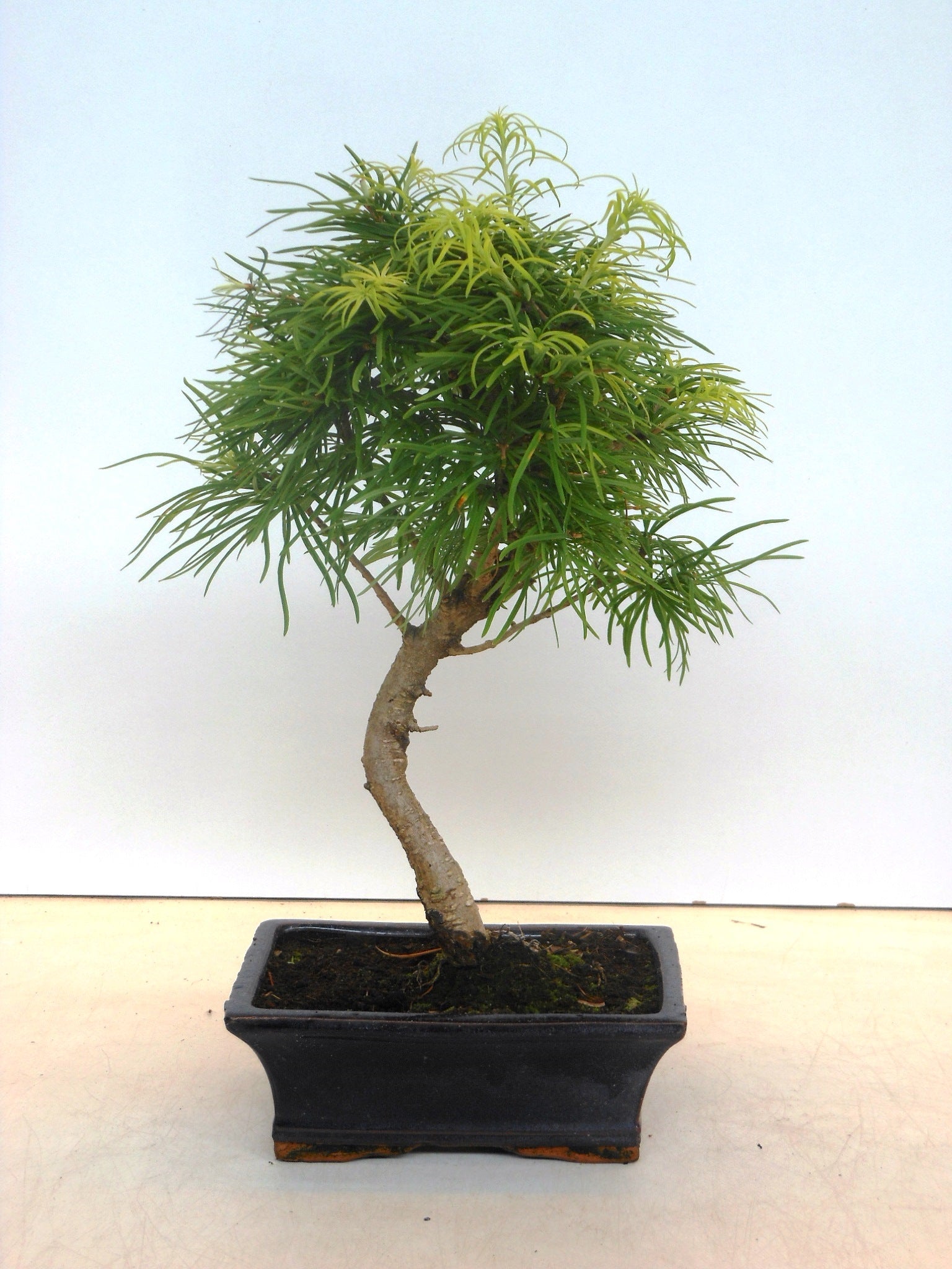 Pseudolarix amabilis 35cm 20cm Pot