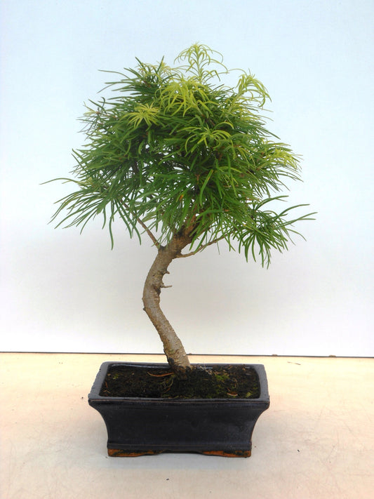 Pseudolarix amabilis 35cm 20cm Pot