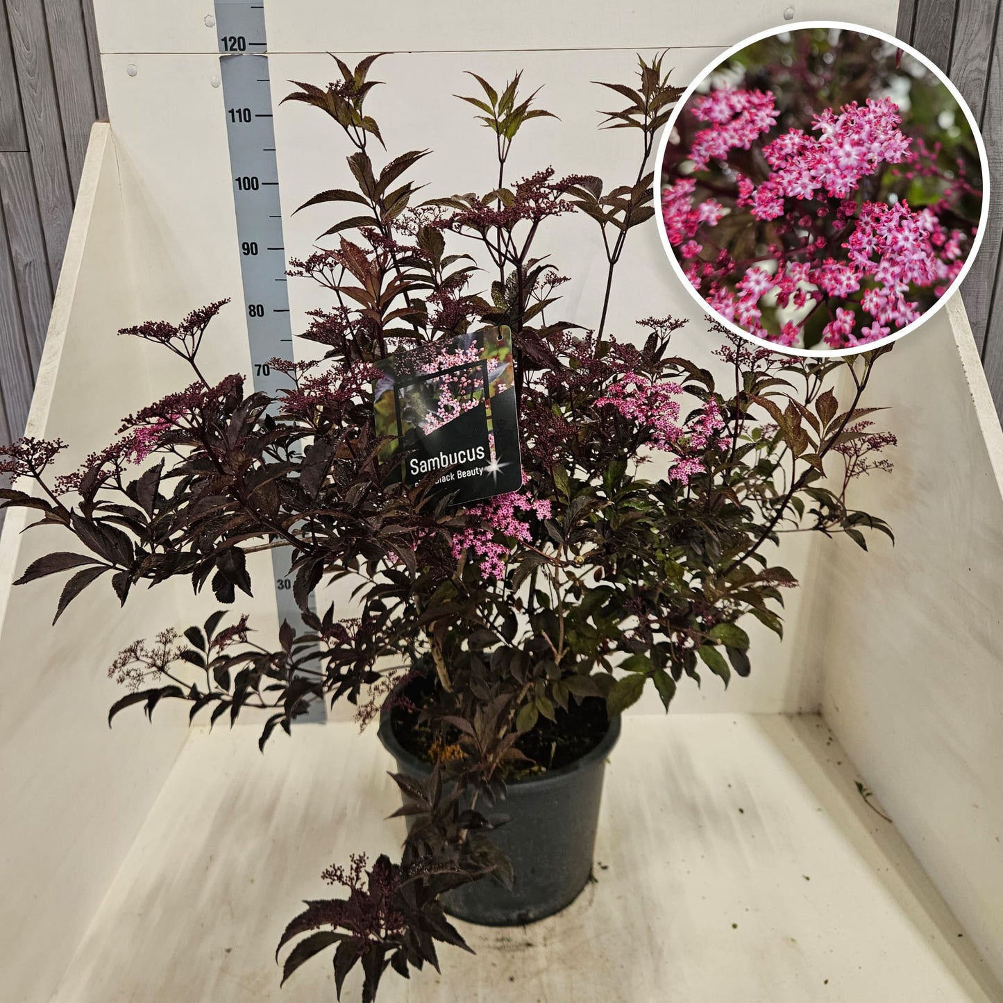 Sambucus nig. Black Beauty 100cm 40cm Pot