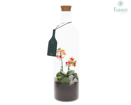 Green Bottle Fles Large met Phalaenopsis 24 uur levertijd 55cm 15cm Pot