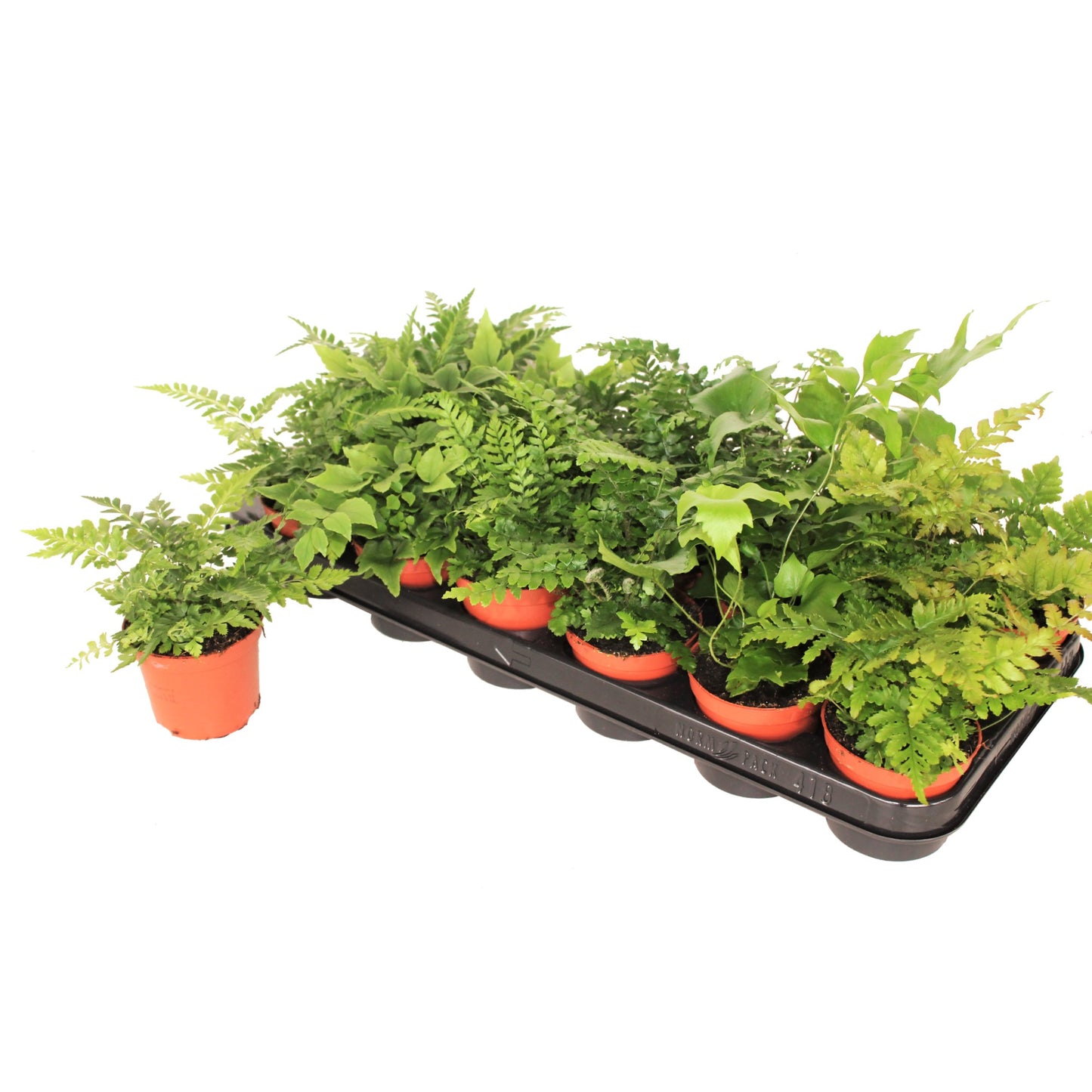 Ferns outdoor mix 20cm Special Pot (508)