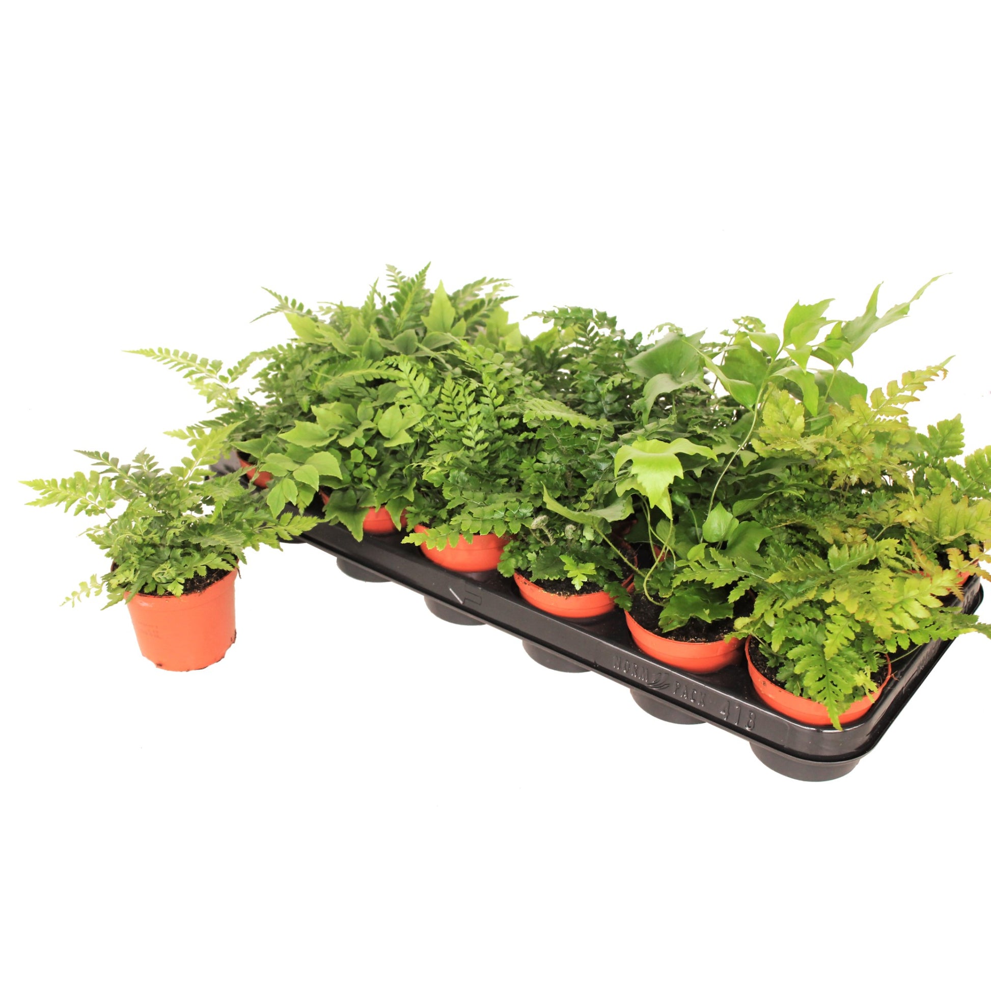 Ferns outdoor mix 20cm Special Pot (508)
