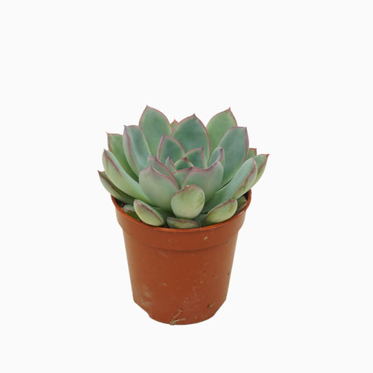 Echeveria Apus 8cm 505cm Pot