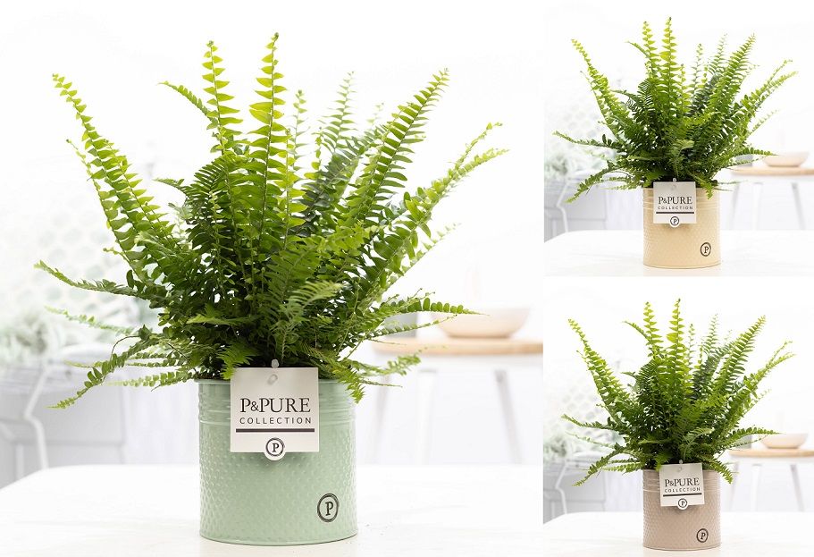 Nephrolepis Green Lady 35cm 12cm Pot
