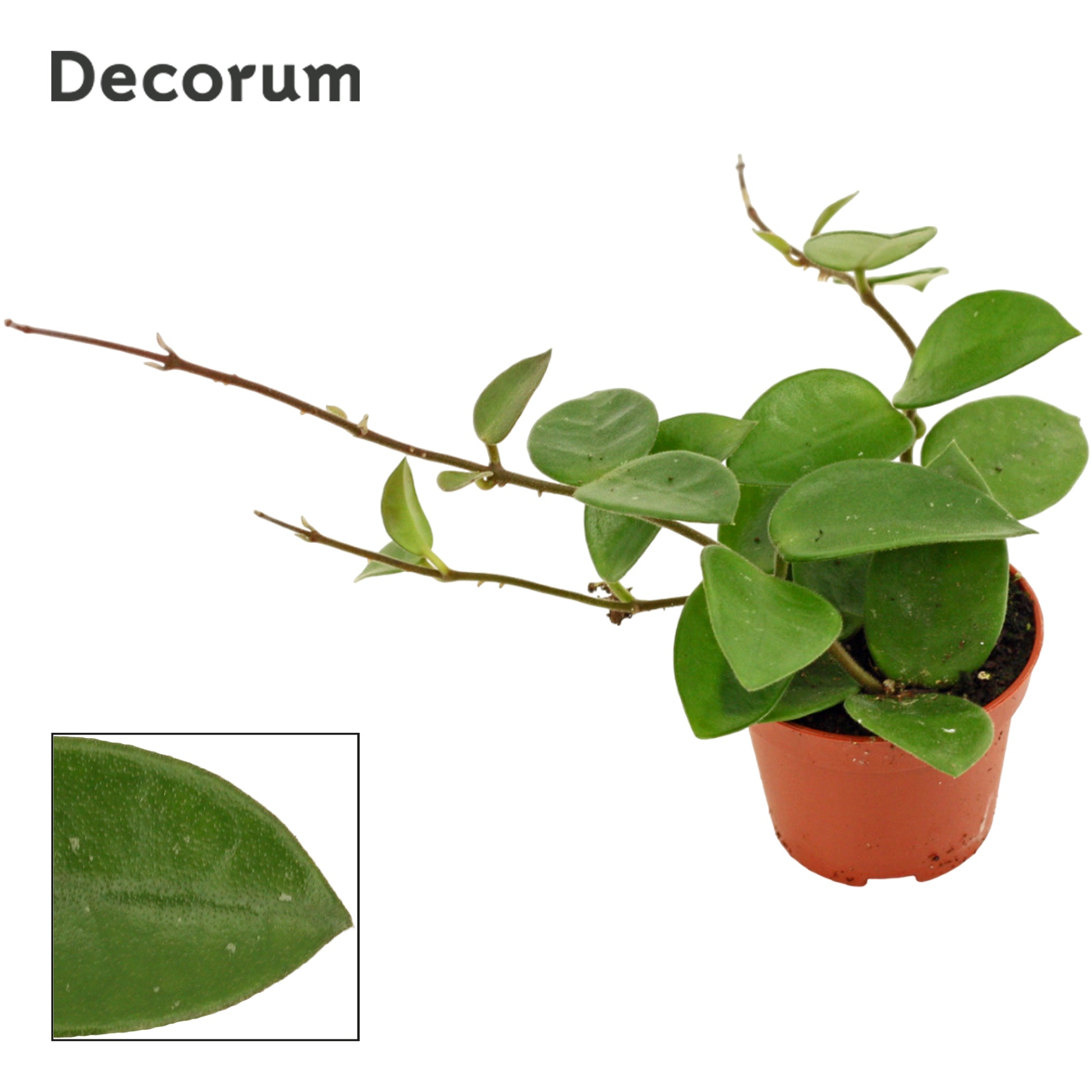 Hoya australis 7cm 6cm Pot