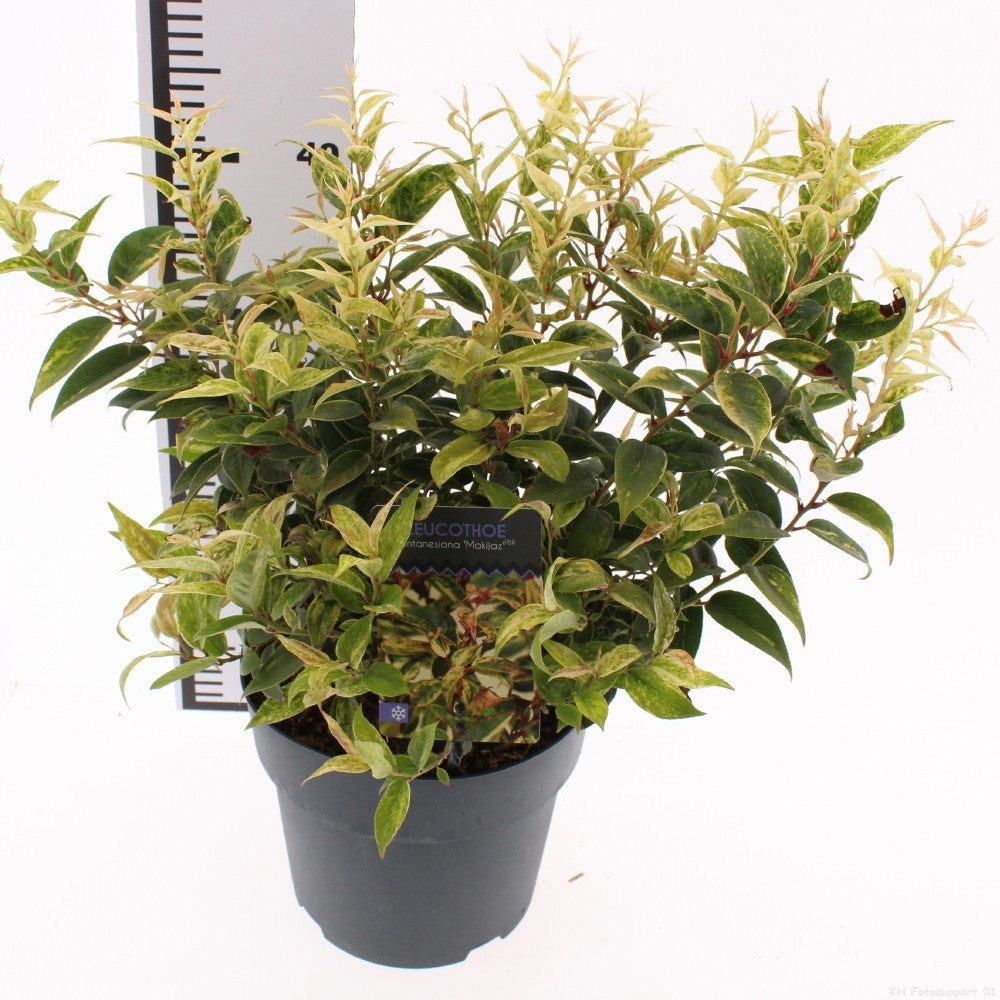 Snepvangers Tuinplanten Leucothoe Makijaz Pack of 1