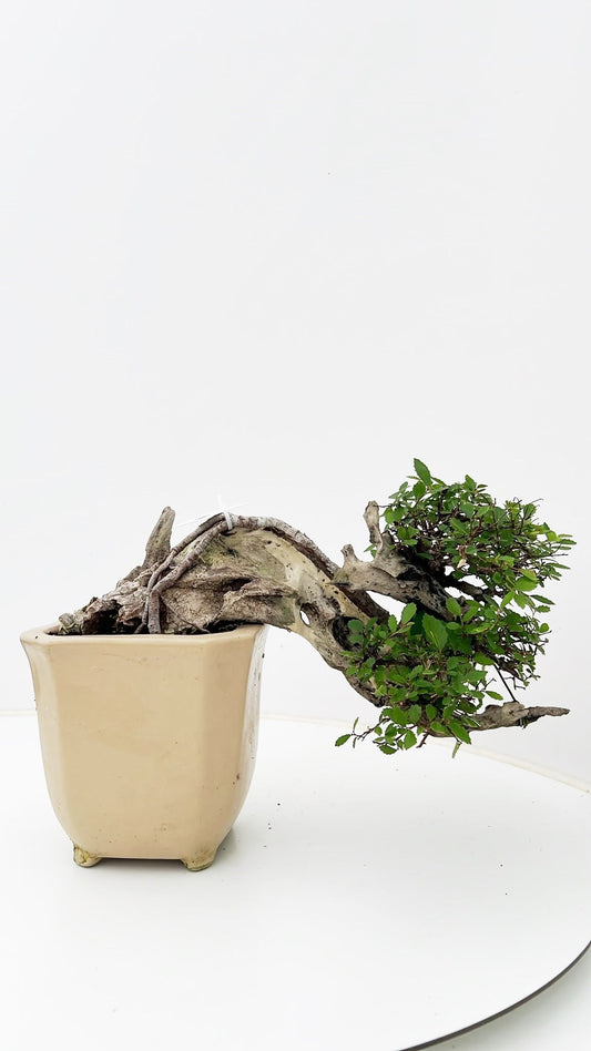 Zelkova sp. Bonsai 25cm 15cm Pot