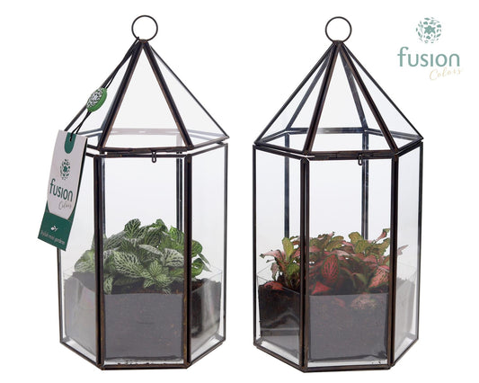 Geometrisch Lantaarn met Fittonia 25cm 14cm Pot
