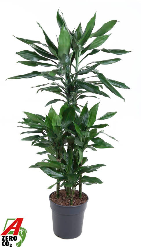 Dracaena frag. Janet Lind 110cm 24cm Pot