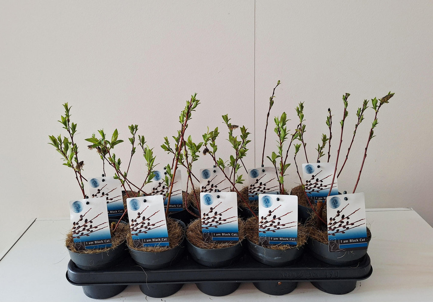 Bontekoe, Salixkw Salix gracilistyla Melanostachys Pack of 10