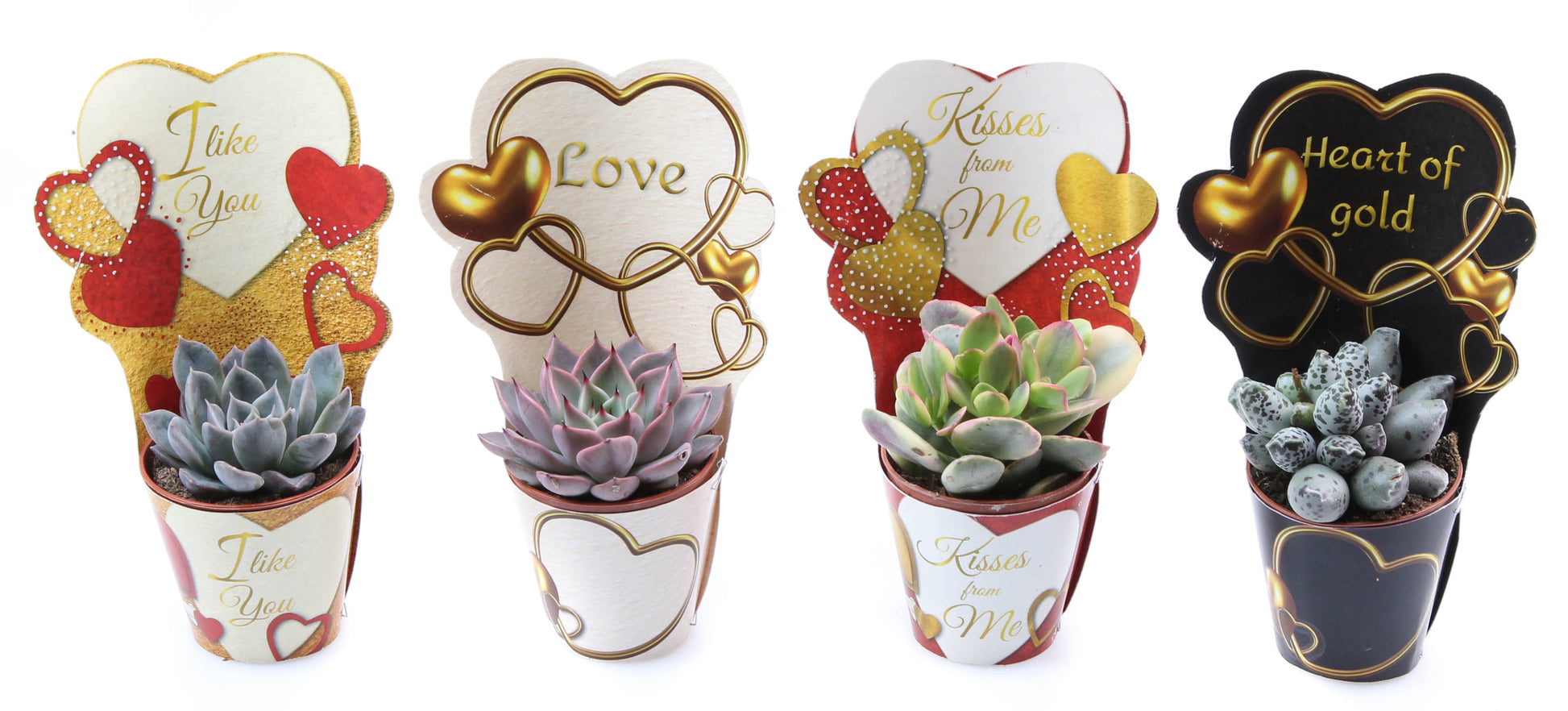 Euro Cactus Holland Bv Potcover love mix succulent mix Pack of 20