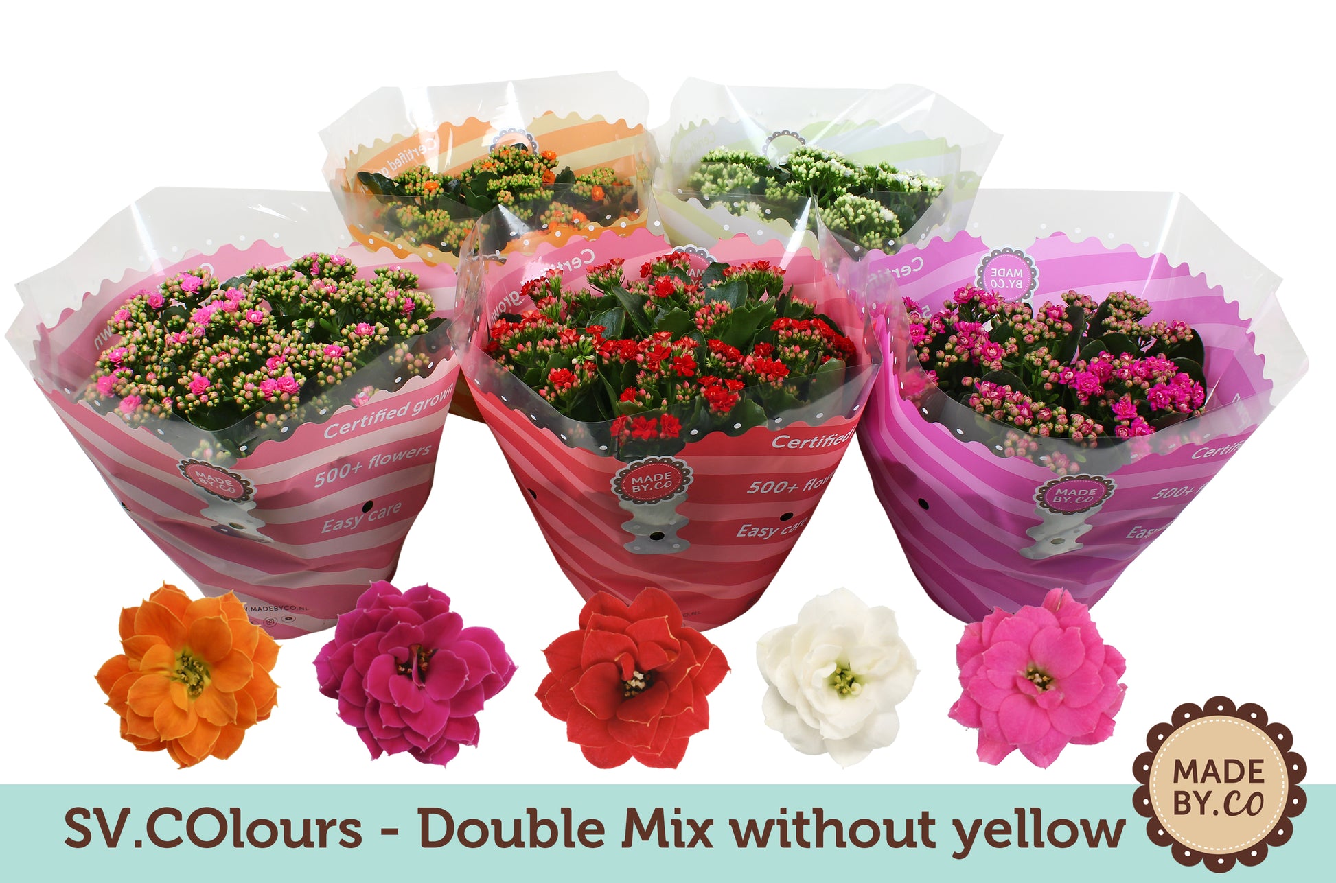 Kalanchoe mix 27cm 23cm Pot