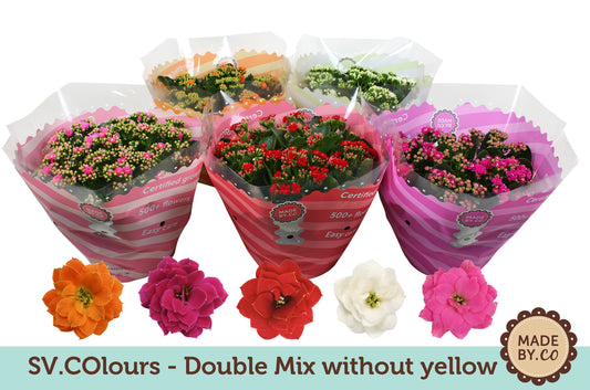 Kalanchoe mix 27cm 23cm Pot