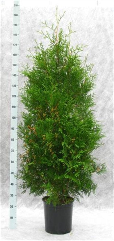 Thuja occidentalis Brabant 190cm 31cm Pot