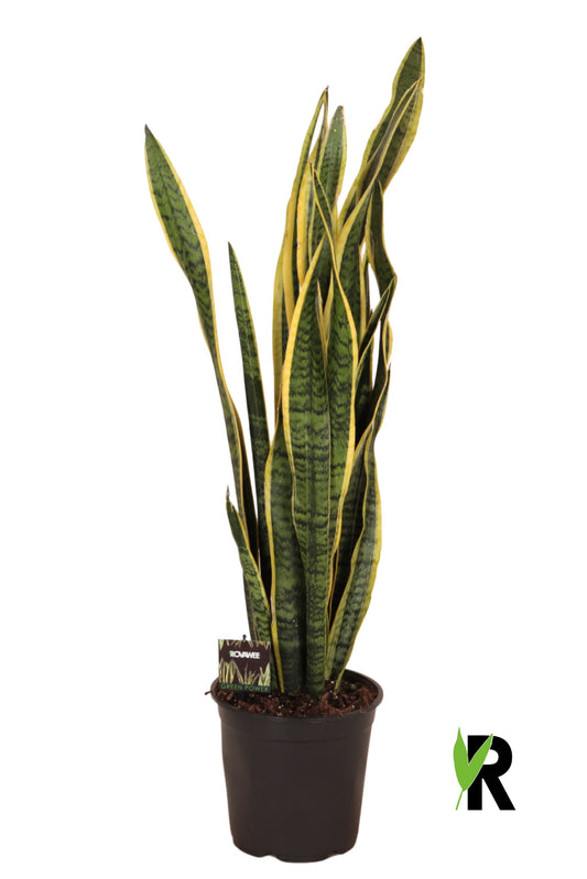 Rovawee BV Sansevieria Laurentii Pack of 1