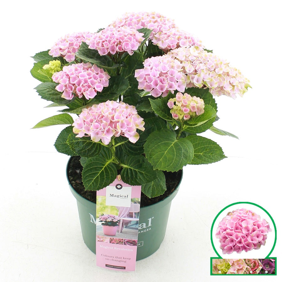 Hydrangea macrophylla Magical Revolution 45cm 23cm Pot