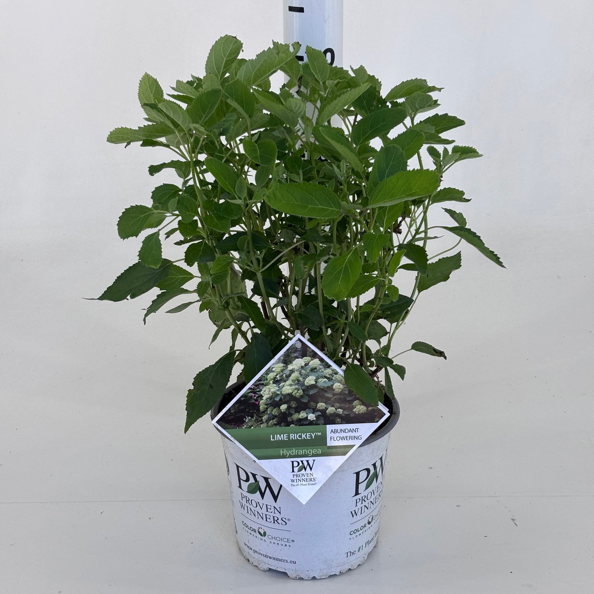 Hydrangea arb. 'Lime Rickey' 35cm 19cm Pot