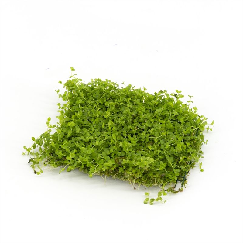 Aquarium plant mix 5cm 2cm Pot