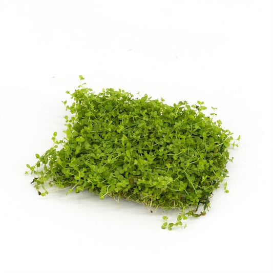Aquarium plant mix 5cm 2cm Pot