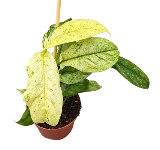 Rhaphidophora mix 15cm 9cm Pot