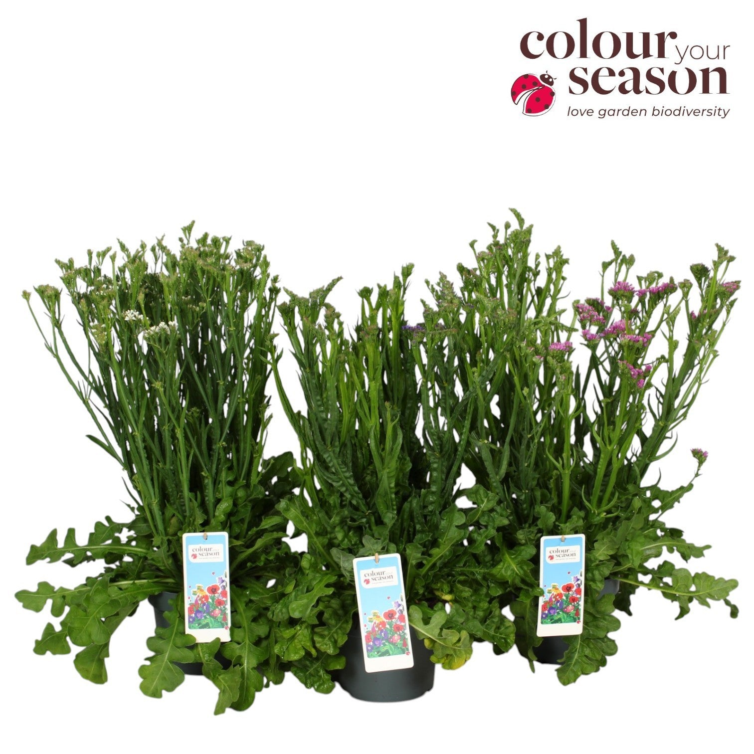 Limonium latifolium 40cm 19cm Pot