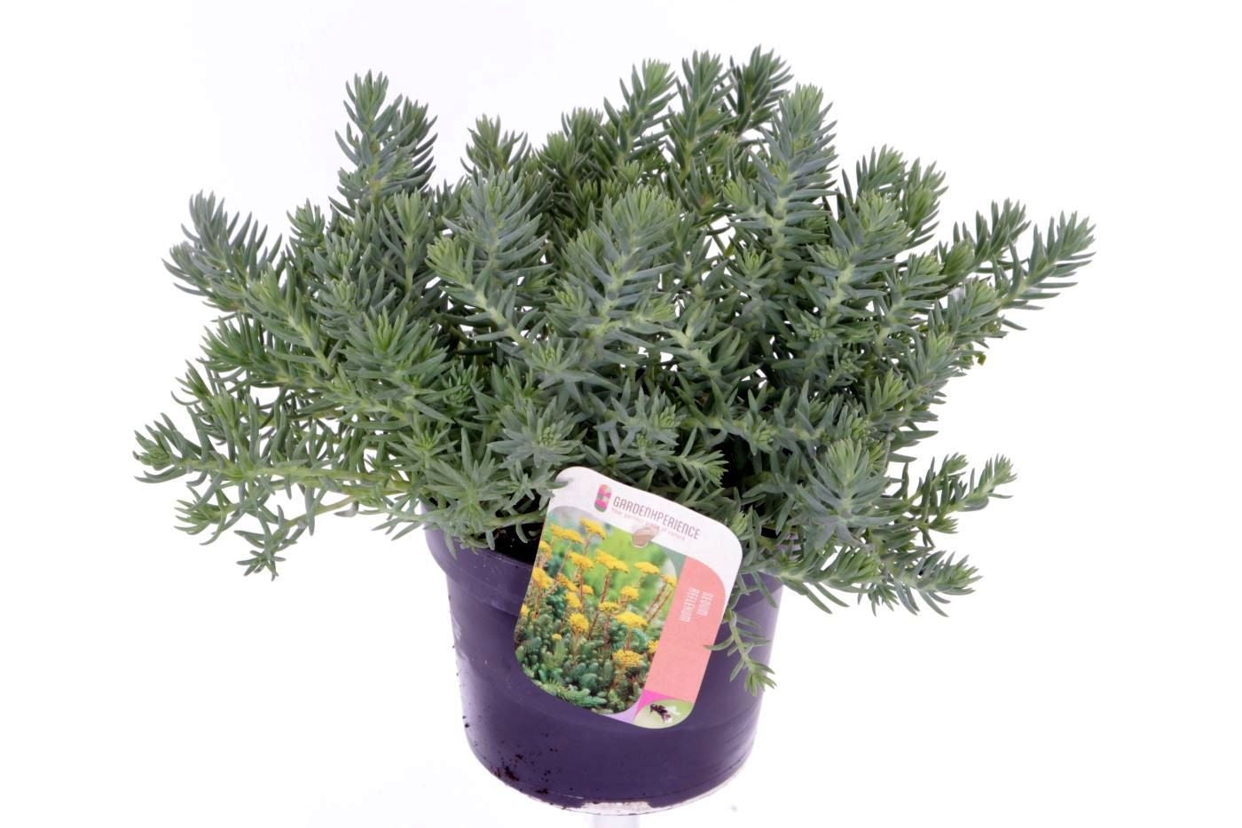 Sedum reflexum 25cm 13cm Pot