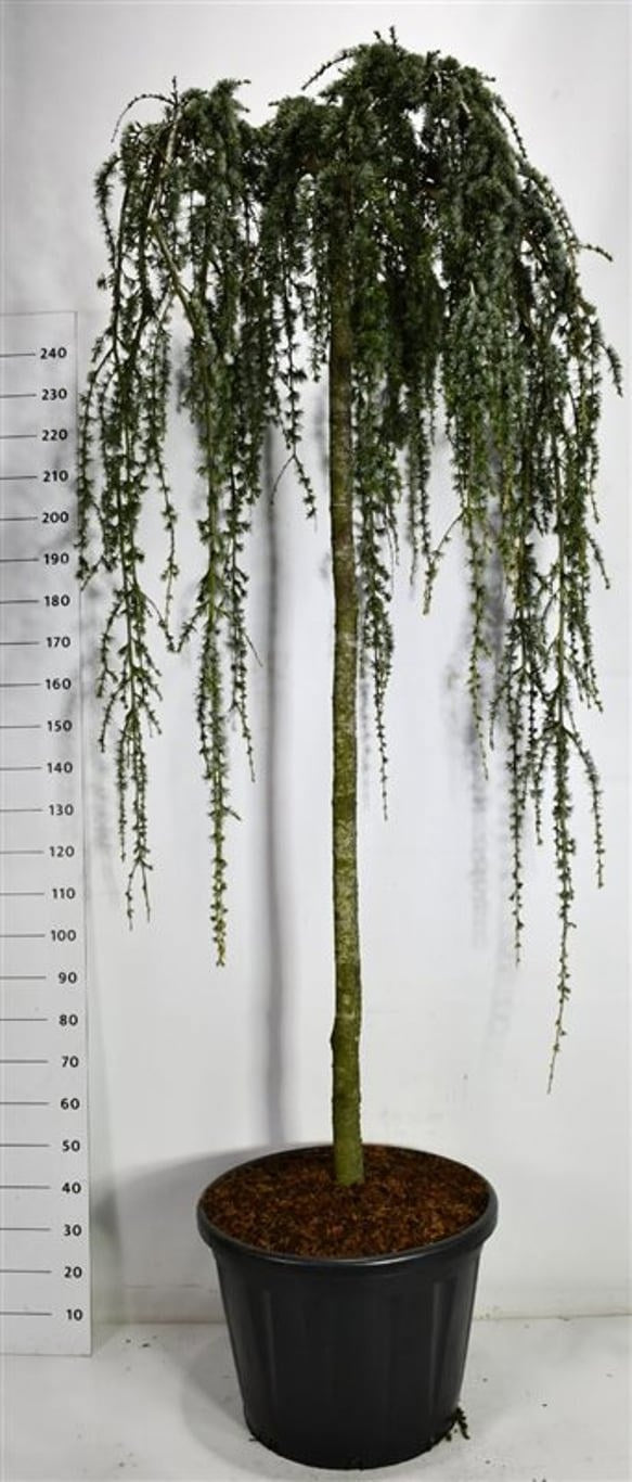 Cedrus atl. Glauca Pendula 280cm 60cm Pot