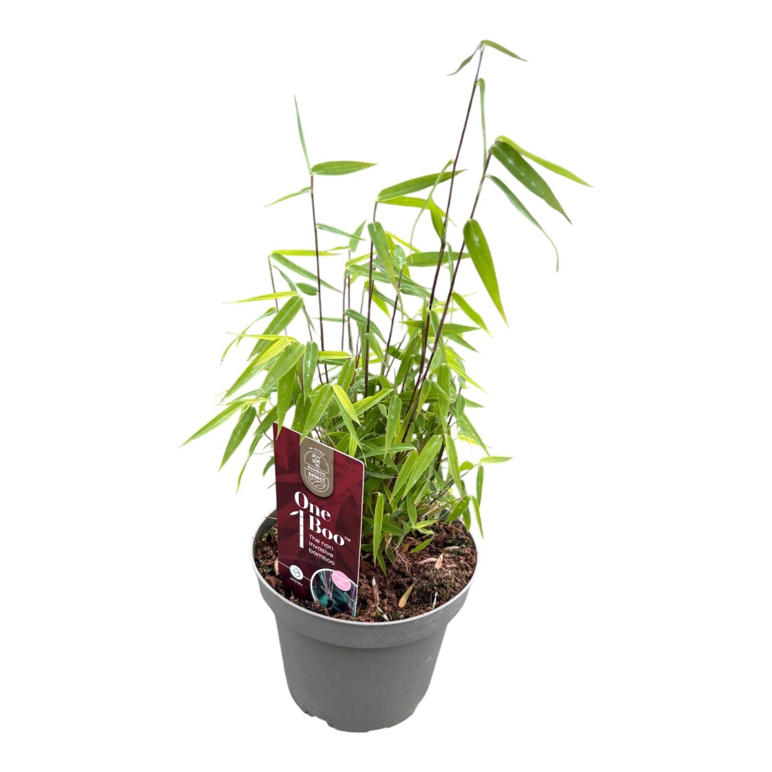 Fargesia One Boo Red 30cm 14cm Pot