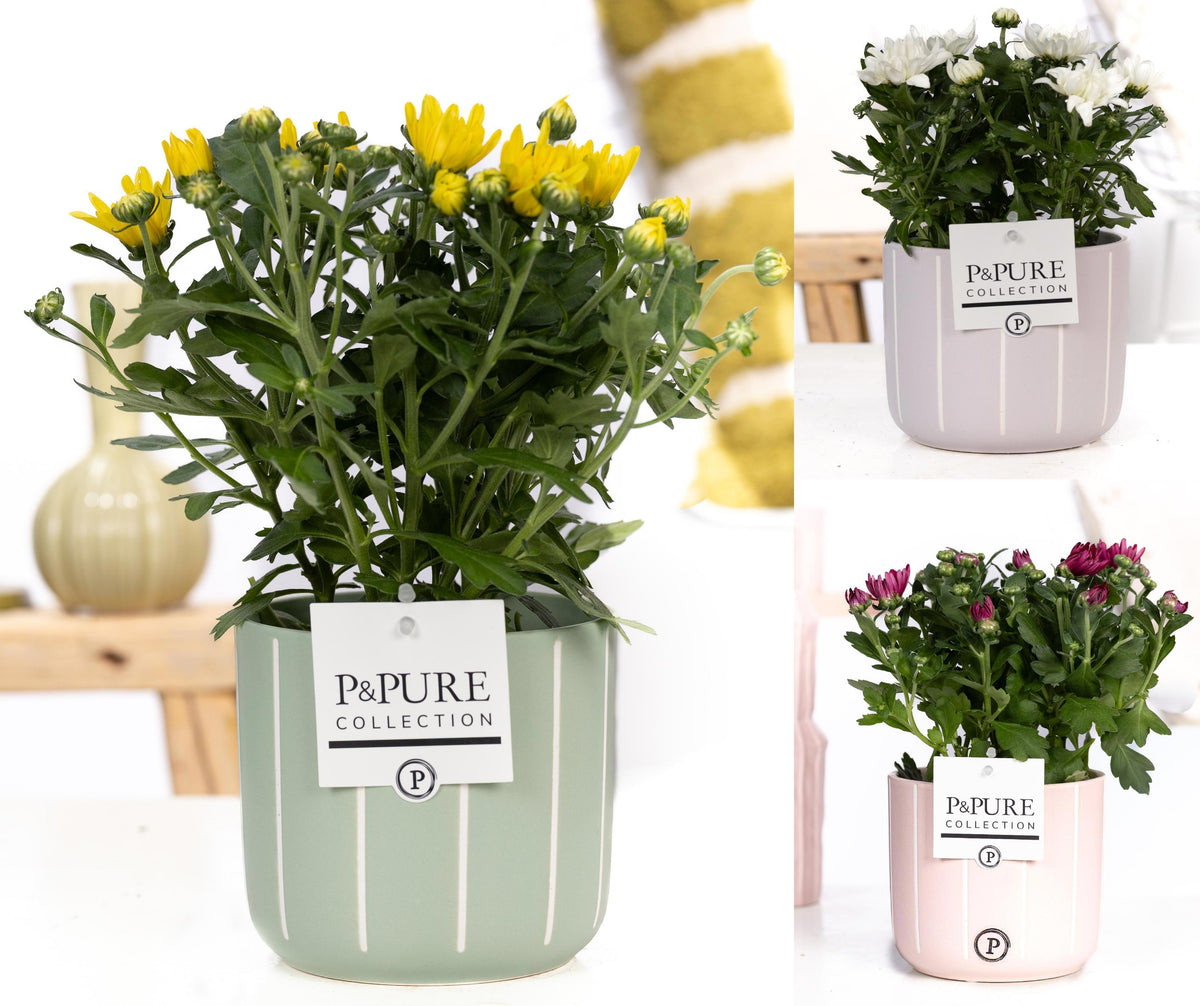 Chrysanthemum double mix 25cm 12cm Pot