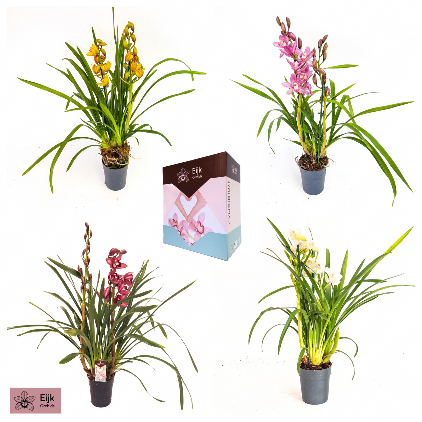 Eijk Orchids Cymbidium mix Pack of 8