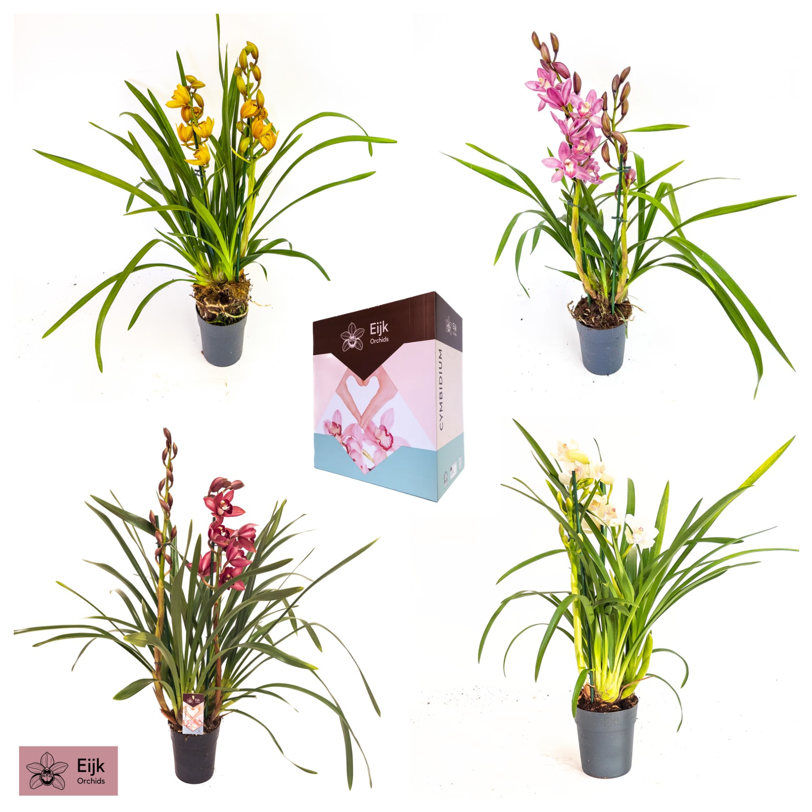 Eijk Orchids Cymbidium mix Pack of 8