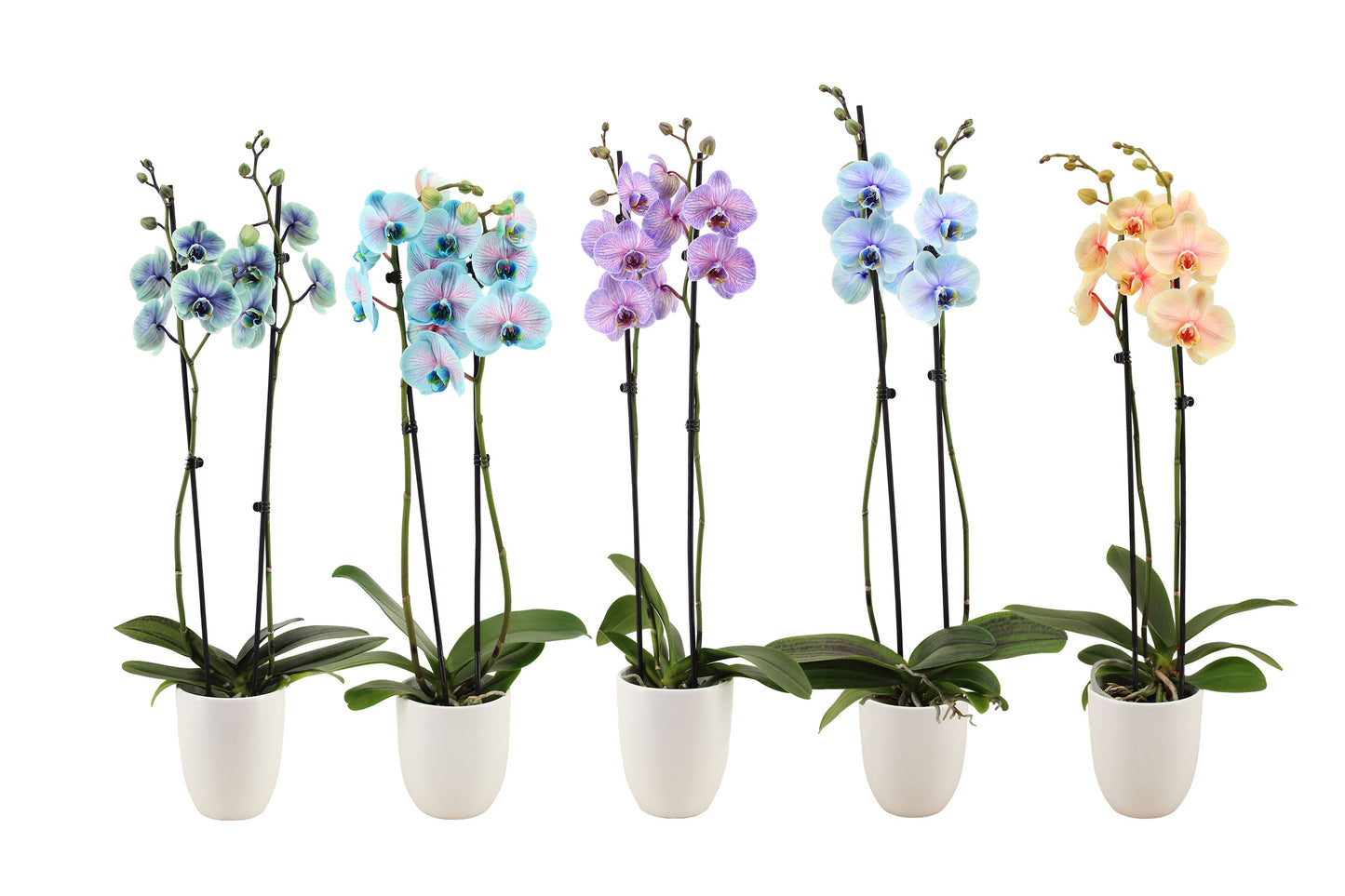 VG Colours Phalaenopsis mix painted Pack of 6